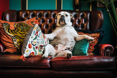 paolo-nicolello-ol-mw87j14q-unsplash-500×279 pooch sitting on the sofa