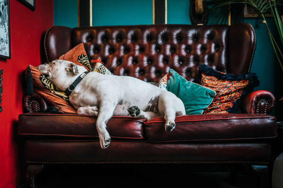 paolo-nicolello-ran9xuzimto-unsplash-900×600 pooch relaxing on the sofa